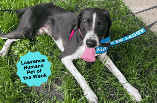  Happy-go-lucky Sammy needs someone to raise his spirits